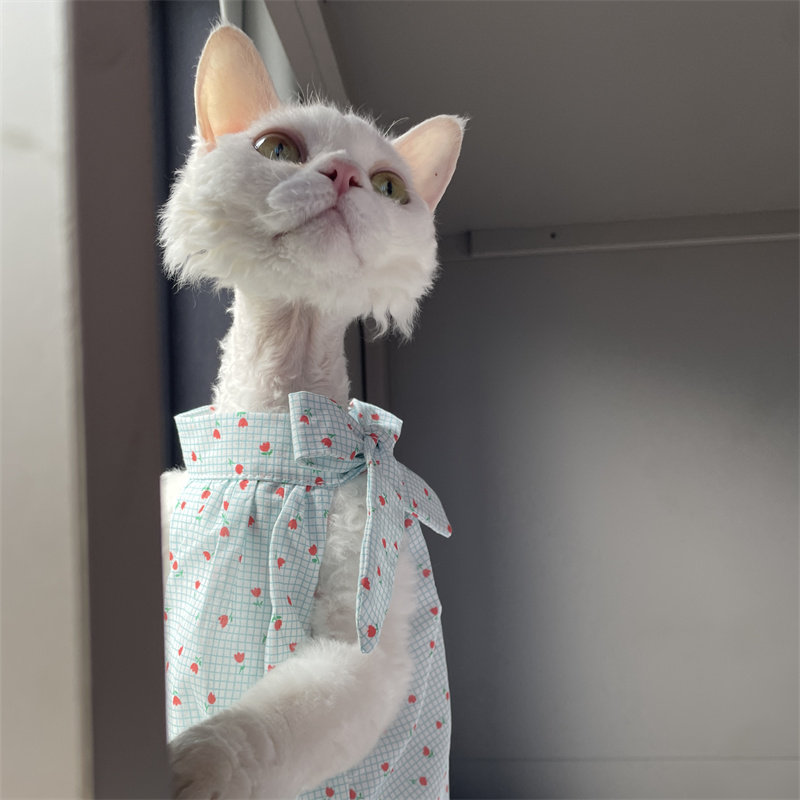 Roupa para Gatos de Verão: Ves - Summer Light Clothing avaliação e preço