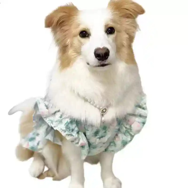 Roupas para Animais de Estimaç - Summer Dog Clothing avaliação e preço